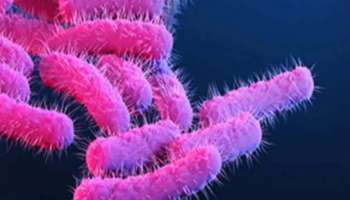 Shigella Virus: കോഴിക്കോട്  പത്തുവയസുകാരന് ഷിഗല്ല രോഗബാധ സ്ഥിരീകരിച്ചു