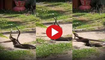 Viral Video: നാഗ്-നാഗിനി പ്രണയത്തിനിടയിൽ മറ്റൊരു പാമ്പിന്റെ എൻട്രി, പിന്നെ സംഭവിച്ചത്..! വീഡിയോ വൈറൽ