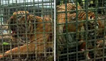 Tiger Caught In Wayanad: വയനാട് ചീരാലിൽ ഭീതിവിതച്ച കടുവ വനംവകുപ്പിന്റെ കെണിയിൽ കുടുങ്ങി