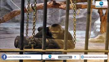 Rescue of world's saddest gorilla
