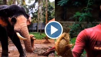 Viral Video: കൊമ്പ് കൊണ്ട് തേങ്ങപ്പൊതിക്കുന്ന ആന, എത്ര എളുപ്പത്തിലാണ് പരിപാടി