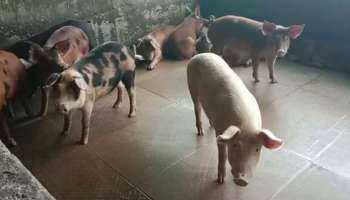 African Swine Fever: കോട്ടയത്ത് വീണ്ടും ആഫ്രിക്കൻ പന്നിപ്പനി സ്ഥിരീകരിച്ചു; 181 പന്നികളെ കൊന്നു