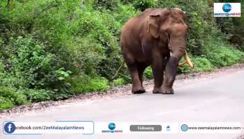 Wild Elephant Padayappas Activities Get Examine By Kerala Forest department