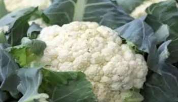 Cauliflower Side Effects: ശൈത്യകാലത്ത് കോളിഫ്‌ളവർ കഴിക്കുന്നവർ ഒന്ന് ശ്രദ്ധിക്കുക!