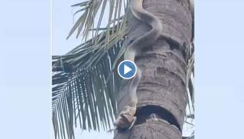 Viral Video : പക്ഷിയെ ജീവനോടെ വിഴുങ്ങി പാമ്പ്; വീഡിയോ വൈറൽ 
