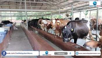 Know about dairy farm of Kannur native PV Vineesh 