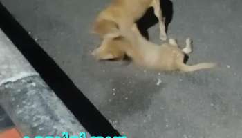 Mother Dog trying to Wake Her Puppy