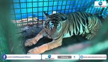 Tiger caught in Meenangadi, Wayanad