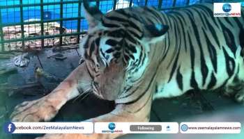 Tiger trapped in wayanad
