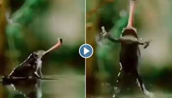 Viral Video : ഒരു കുഞ്ഞൻ തേനീച്ചയെ പിടിക്കാൻ നോക്കിയതാ, തവളയ്ക്ക് കിട്ടി  എട്ടിന്റെ പണി; വീഡിയോ വൈറൽ 