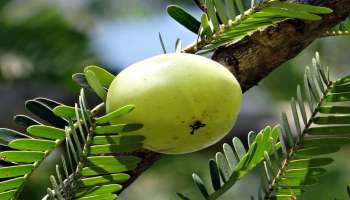 Amla Health Benefits: ഏതു കാലാവസ്ഥയിലും കഴിയ്ക്കാം നെല്ലിക്ക, ശരീരഭാരം കുറയ്ക്കാം, നിത്യ യൗവനം നിലനിര്‍ത്താം  