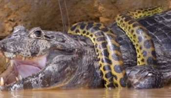 Snake killed crocodile: മുതലയെ വരിഞ്ഞുമുറുക്കി കൊന്ന് പെരുമ്പാമ്പ്- വീഡിയോ വൈറൽ