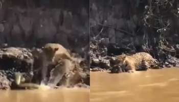 Viral Video: പുള്ളിപ്പുലിയെ ആക്രമിച്ച് പെരുമ്പാമ്പ്... പിന്നീട് വമ്പൻ ട്വിസ്റ്റ്- വീഡിയോ വൈറൽ