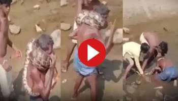 Viral Video : മനുഷ്യനെ ജീവനോടെ വിഴുങ്ങാനൊരുങ്ങി പെരുമ്പാമ്പ്; ഭയപ്പെടുത്തുന്ന വീഡിയോ പുറത്ത് 
