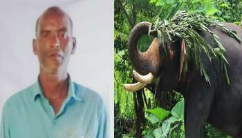 Attappadi Elephant Attack:  അട്ടപ്പാടിയിൽ കാട്ടാന ആക്രമണത്തിൽ ആദിവാസി യുവാവിന് ദാരുണാന്ത്യം