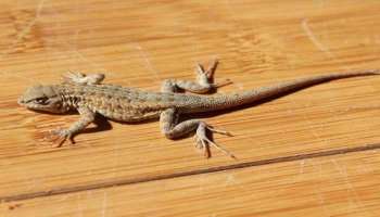 Lizards: പല്ലിയുടെ ശല്യം കൊണ്ട് പൊറുതി മുട്ടിയോ? ഈ മാര്‍ഗ്ഗങ്ങള്‍ പരീക്ഷിക്കാം 