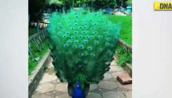 Viral Video: പീലി വിടർത്തി ആടുന്ന മയിൽ, നിമിഷ നേരം കൊണ്ട് വീഡിയോയിൽ സംഭവിച്ചത്