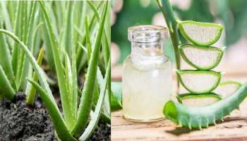 Aloe Vera Benefits: കറ്റാര്‍വാഴ വീട്ടിനുള‌ളില്‍ വച്ചാല്‍ ഗുണങ്ങള്‍ ഏറെ, മോശം ഊര്‍ജ്ജത്തെ അകറ്റും, പോസിറ്റിവിറ്റിയും ഭാഗ്യവും നല്‍കും