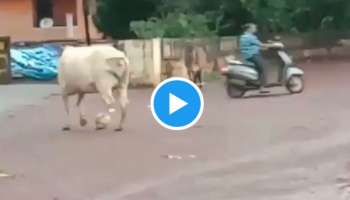 Viral Video : മെസിയും റൊണാൾഡോയും മാറി നിന്നോളു; ഗോളടിക്കാൻ ഇനി പശു ഉണ്ട്