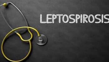 Leptospirosis: ലെപ്റ്റോസ്പിറോസിസ് ശരീരത്തിൽ പടരുന്നതെങ്ങനെ?