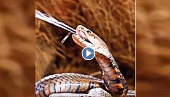 Viral Video : കൊടുംവിഷം ചീറ്റുന്ന പാമ്പിനെ കണ്ടിട്ടുണ്ടോ? വീഡിയോ വൈറൽ