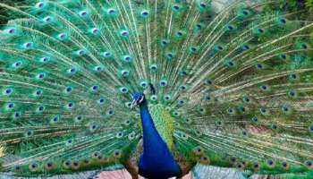 Peacock Good Luck: പ്രതീക്ഷിക്കാതെ മയിലിനെ കാണുന്നത് ശുഭമോ? അറിയാം... 