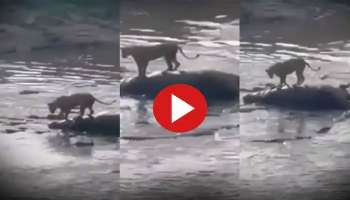 Viral Video: നദിയിൽ ഒരു കൂട്ടം മുതലകളുടെ നടുവിൽ സിംഹം, പിന്നെ സംഭവിച്ചത്..! വീഡിയോ വൈറൽ  