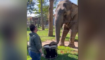 Elephant Viral Video: ആന ‍ഡ്രംസ് വായിക്കുന്നത് കണ്ടിട്ടുണ്ടോ? വീഡിയോ വൈറൽ