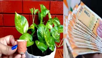 Money Plant Tricks: പണം വര്‍ഷിക്കും മണി പ്ലാന്‍റ്...!! 