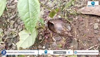  African Snail at Kottayam  