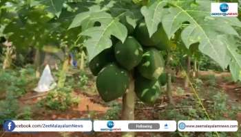 A Malappuram Native cultivates red lady papaya in barren land