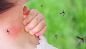 Mosquito Bite: കൊതുക് നിങ്ങളെ മാത്രം കടിക്കുന്നുവെന്ന് തോന്നാറുണ്ടോ? കാരണം ഇതാണ്