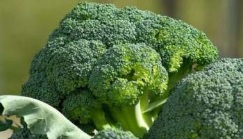 Broccoli: നിങ്ങളുടെ ഭക്ഷണത്തിൽ നിർബന്ധമായും ബ്രോക്കോളി ചേർക്കണം; നിരവധിയാണ് ആരോ​ഗ്യ ​ഗുണങ്ങൾ