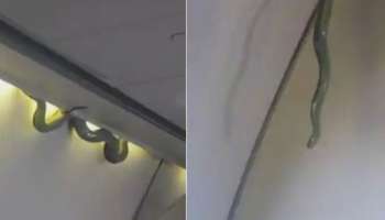Snake found on Air India Express: ദുബായിൽ നിന്ന് കോഴിക്കോട്ടേക്കുള്ള വിമാനത്തിൽ പാമ്പ്; യാത്രക്കാർ മണിക്കൂറുകളോളം ദുബായിൽ കുടുങ്ങി
