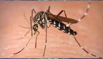 Zika Virus: കര്‍ണാടകയില്‍ ആദ്യ സിക്ക വൈറസ് സ്ഥിരീകരിച്ചു