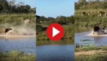 Viral Video: സിംഹങ്ങൾ വളഞ്ഞു.. ധൈര്യം കൈവിടാതെ കാട്ടുപോത്ത്, പിന്നെ സംഭവിച്ചത്..! വീഡിയോ വൈറൽ 