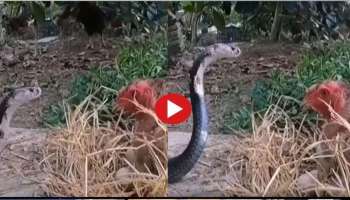 Viral Video: മുട്ട കക്കാൻ എത്തിയ രാജവെമ്പാലയെ കൊത്തിയോടിച്ച് കോഴി.. ! വീഡിയോ കാണാം 