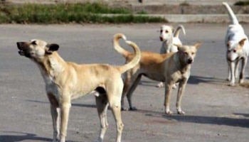 Stray Dog Attack: വീണ്ടും തെരുവ് നായ ആക്രമണം; കൊല്ലത്ത് ആറ് പേർക്ക് പരിക്ക്