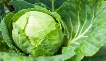 Cabbage Benefits: പ്രതിരോധശേഷി വര്‍ദ്ധിപ്പിക്കും, ഹൃദയാരോഗ്യത്തിന് ഉത്തമം, കാബേജിന്‍റെ ഗുണങ്ങള്‍ അറിയാം
