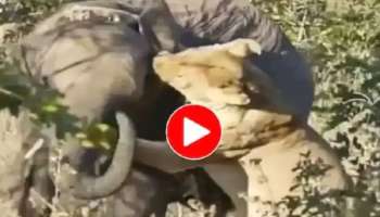 Viral Video: ആക്രമിക്കാൻ ചെന്ന സിംഹത്തെ പഞ്ഞിക്കിട്ട് ആന..! വീഡിയോ വൈറൽ