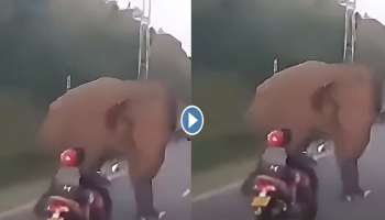 Viral Video : കാട്ടാനയെ പേടിപ്പിച്ച് ഓടിച്ച് യുവതി; വീഡിയോ വൈറൽ 