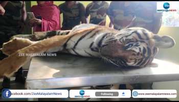 Wayanad Tiger Found Dead