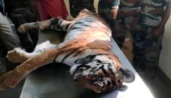 Wayanad Tiger: വയനാട് വാകേരിയിൽ ജനവാസ മേഖലയിൽ ഇറങ്ങിയ കടുവ ചത്ത നിലയിൽ