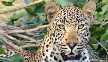 Leopard Found Greater Noida: ഗ്രേറ്റർ നോയിഡയിലെ ഗ്രെനോ വെസ്റ്റിലെ അജ്നാര ലേ ഗാർഡൻ സൊസൈറ്റിയിൽ പുള്ളിപ്പുലിയിറങ്ങി- വീഡിയോ