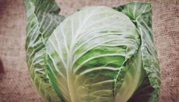Green cabbage: കാബേജ് ഭക്ഷണത്തിൽ ഉൾപ്പെടുത്തേണ്ടതിന്റെ കാരണം ഇതാണ്