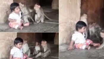 Viral Video: കുരങ്ങന്മാർക്കൊപ്പം ഇരുന്ന് കളിക്കുന്ന കുട്ടി; വീഡയോ വൈറൽ
