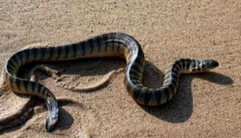 Snake On UAE Beach: ബീച്ചുകളില്‍ കടല്‍ പാമ്പുകളുടെ സാന്നിദ്ധ്യം; മുന്നറിയിപ്പുമായി അധികൃതര്‍
