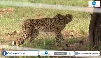 12 cheetahs may be brought from South Africa on January 20