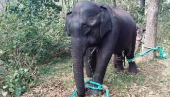 Wild elephant: സുൽത്താൻ ബത്തേരിയിൽ ജനവാസ മേഖലയിൽ ഇറങ്ങിയ കാട്ടാനയെ മയക്കുവെടിവച്ചു