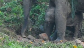 Baby Elephant: തുമ്പിക്കൈ ഇല്ലാതെ കുട്ടിയാന; നൊമ്പരമായി അതിരപ്പിള്ളിയിലെ കാഴ്ച